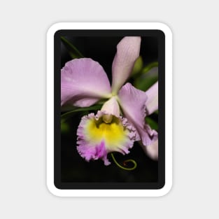 Cattleya Orchid in Pink & Mauve Magnet