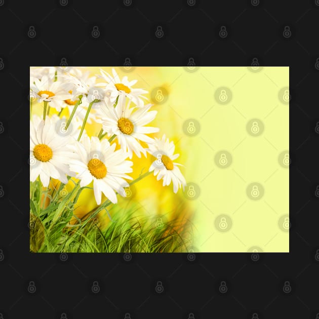 chamomile flowers by peace and love