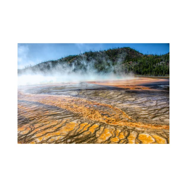 Miniature Forests on the Edge of Grand Prismatic Spring in Yellowstone National Park by Debra Martz