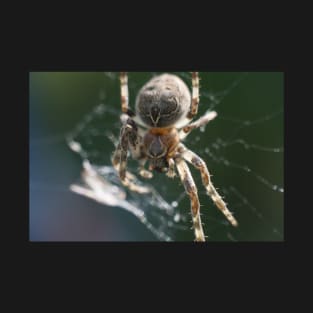 Furry Spider On The Web T-Shirt