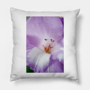 Gladiolus  'Nori' Pillow