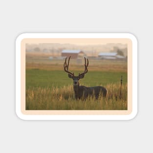 Morning Light Mule Buck Magnet