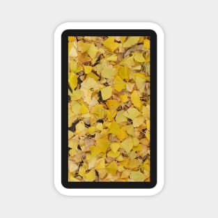 Ginkgo Leaves II Magnet