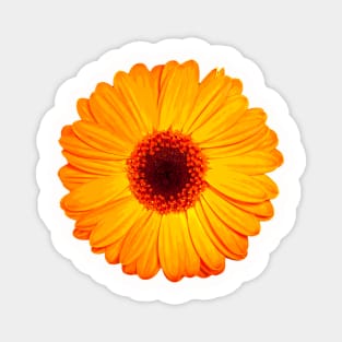 Cheerful Yellow Gerbera Daisy Magnet