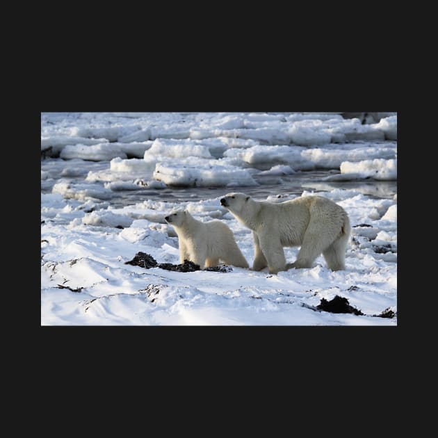 Polar Bear & Cub Tasting the Air, Churchill, Canada by Carole-Anne