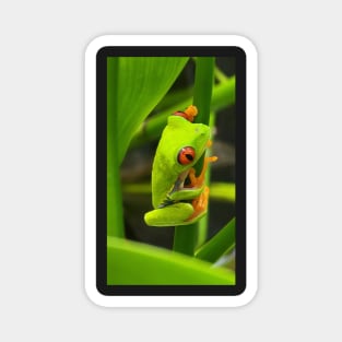 Red Eyed Tree Frog Magnet
