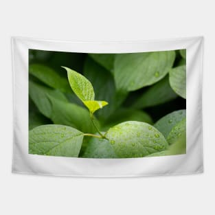 Water drops on green leaves after rain Tapestry