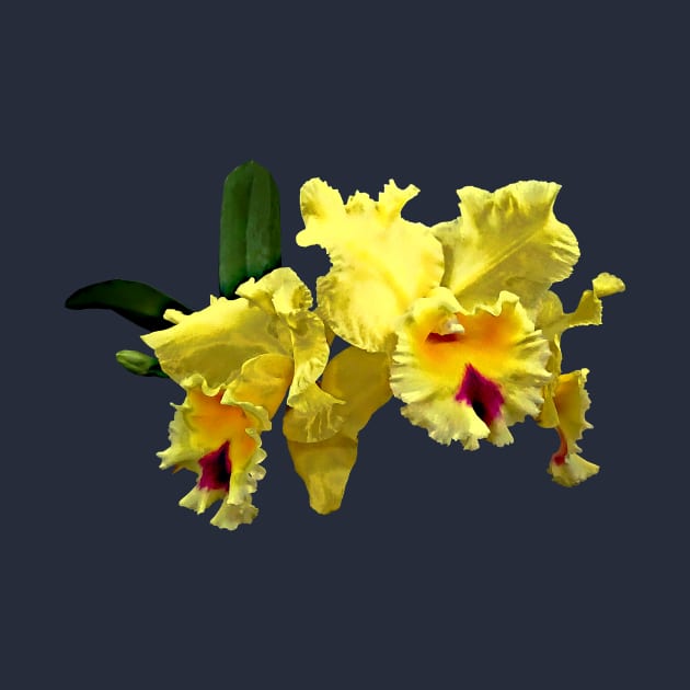 Two Yellow Cattleya Orchids by SusanSavad
