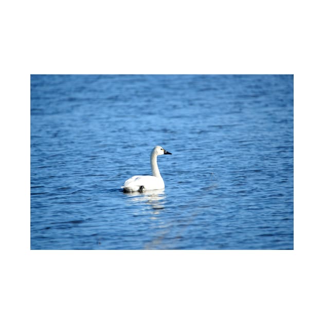 Tundra Swan at Malheur NWR by DeniseBruchmanPhotography