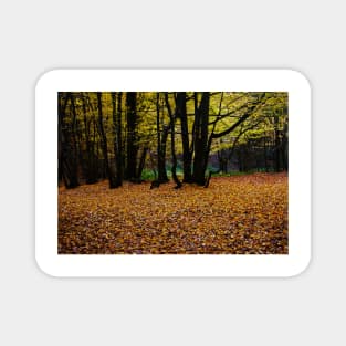 ‘Dark Wood’ - Autumn arrives, leaves fall Magnet