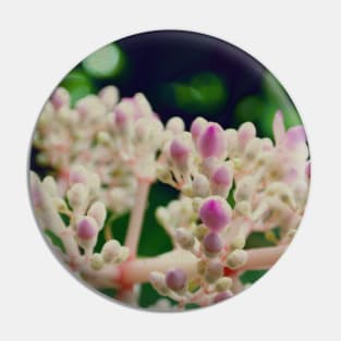 Pink Flowers Photography design with blue sky nature lovers Pin