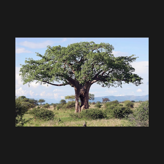 Hole in the Baobab Tree by JohnDalkin