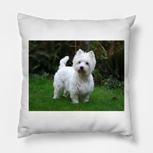 Westie Pillow