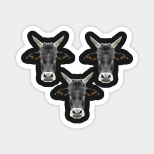 Black Bull Trio Magnet