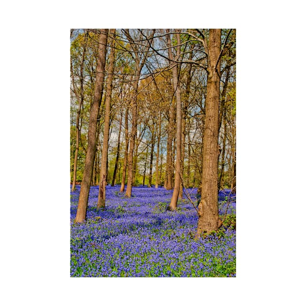 Bluebell Woods Greys Court Oxfordshire England by AndyEvansPhotos