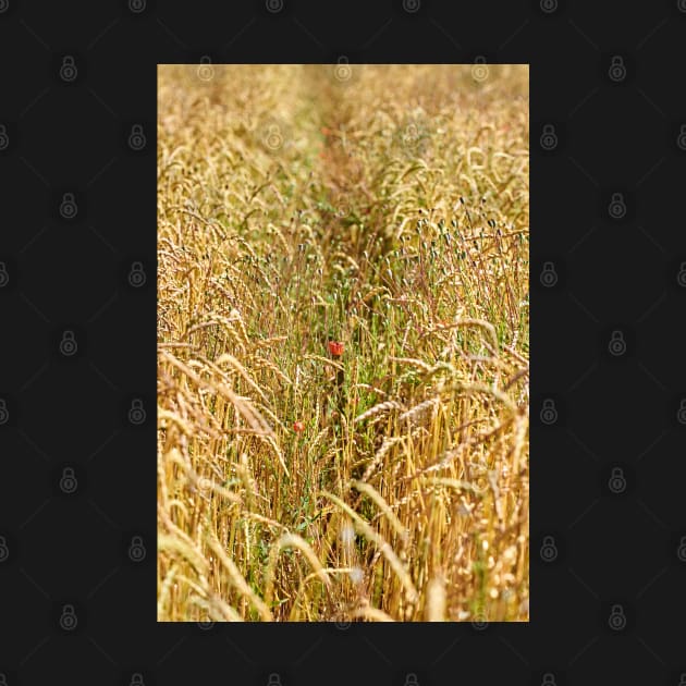 Poppies in a cornfield by mbangert