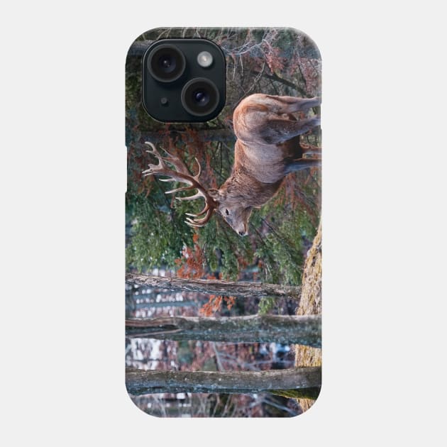 Bull Red Deer Phone Case by jaydee1400