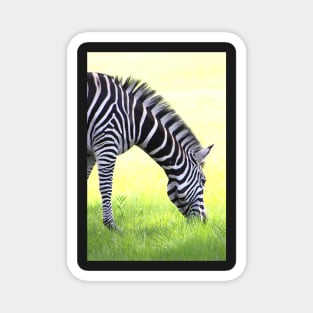 Zebra Grazing Magnet