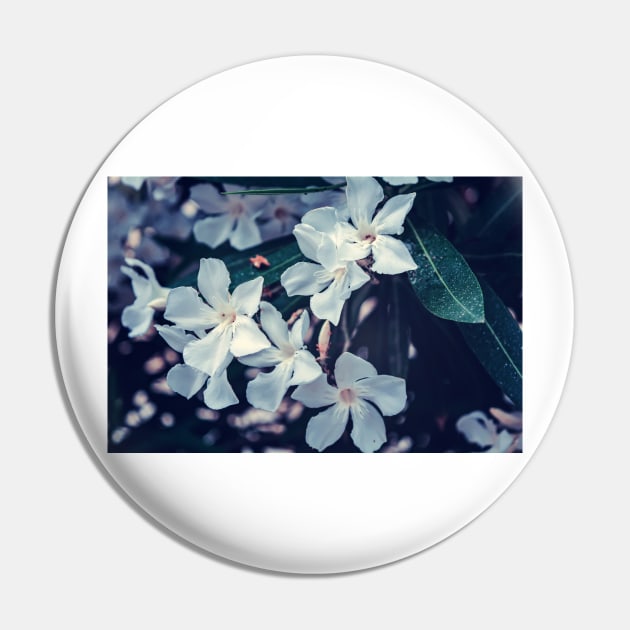 White Nerium oleander flowers Pin by lena-maximova