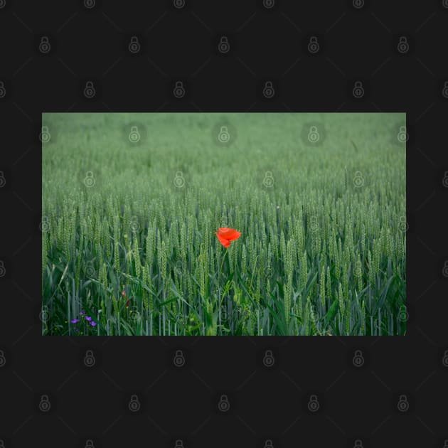 Poppy in Wheat Field by jojobob