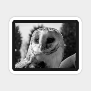 Barn Owl in Black and white Magnet