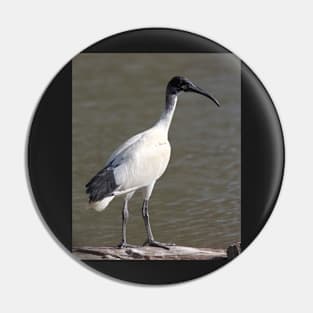 Juvenile Australian White Ibis, South Australia Pin