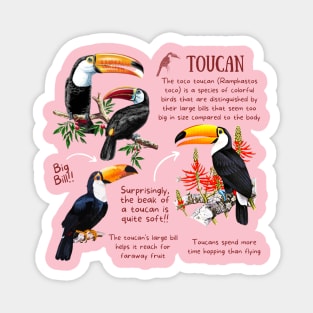 Animal Facts - Toucan Magnet