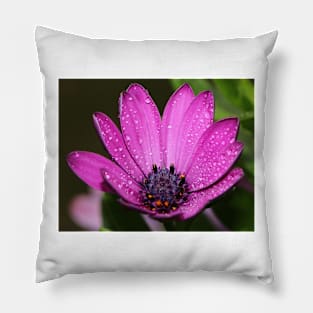 Purple Daisy. Pillow