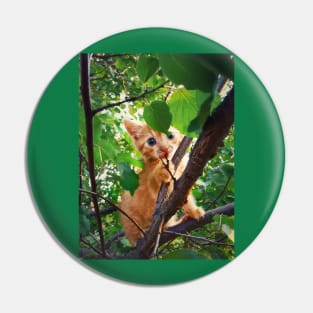 kitten in the tree Pin