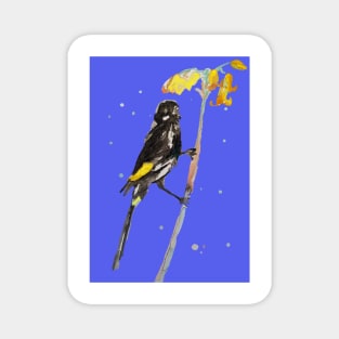 Australian Honeyeater Bird Painting - New Holland on Navy Magnet