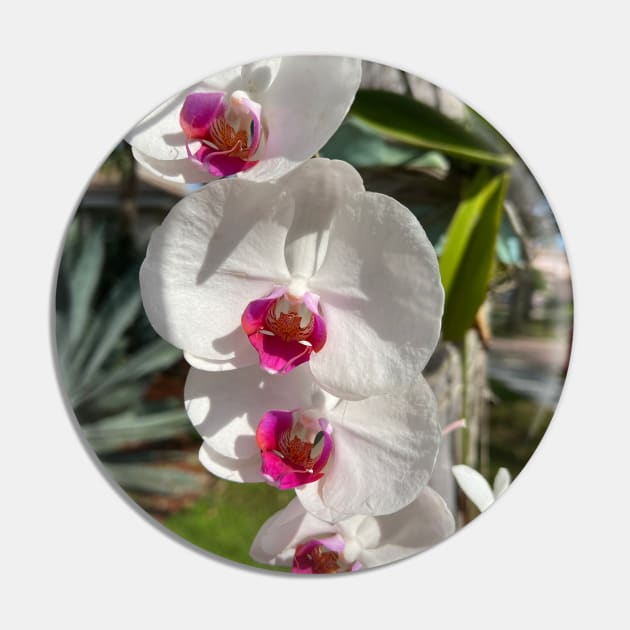 White Orchids With Pink Pin by KarenZukArt