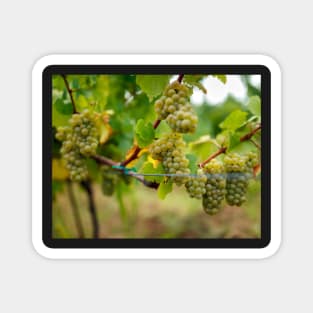 Ripening grapes on the vine Magnet