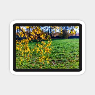 Yellow birch leaves in autumn season with green grass background Magnet