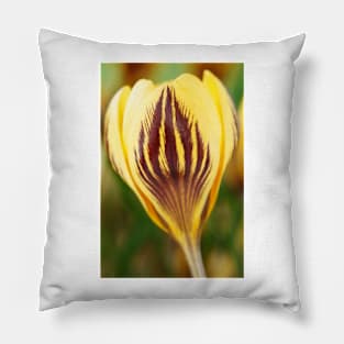 Crocus  &#39;Gipsy Girl&#39; Pillow