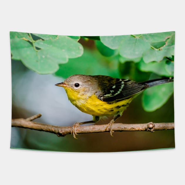 Yellow Warbler, Bird Photography Tapestry by love-fi