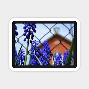 Grape Hyacinth at the Red Brick Schoolhouse Magnet