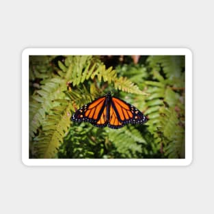 Monarch Resting Magnet