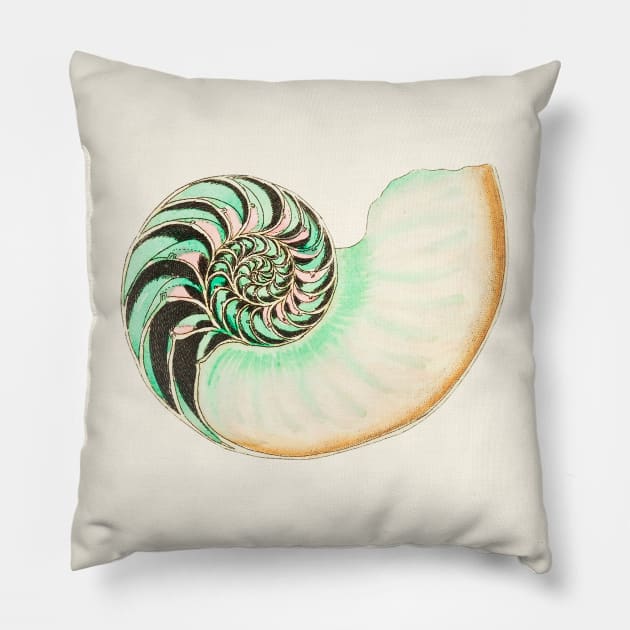 Whitish nautilus shell Pillow by WAITE-SMITH VINTAGE ART