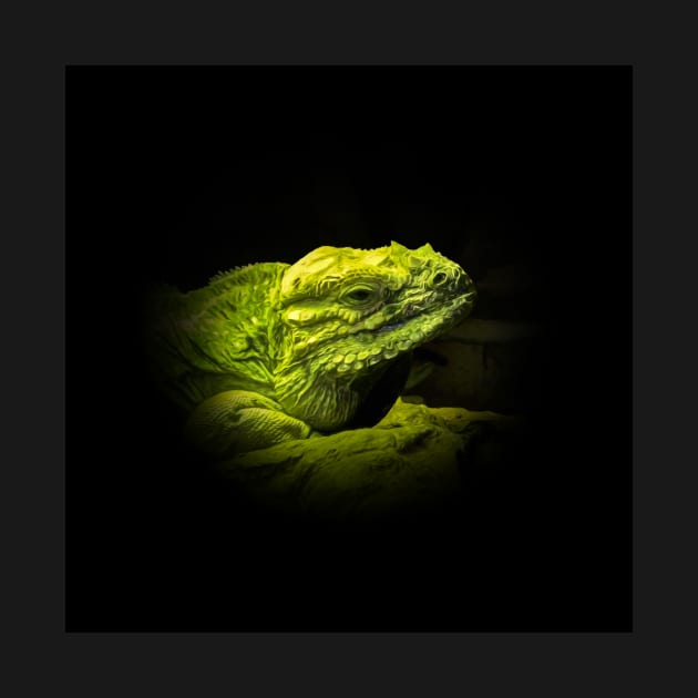 Iguana by Guardi