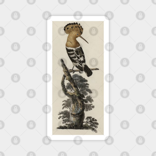 Hoopoe bird Magnet by High Class Arts