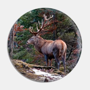 Bull Red Deer Pin