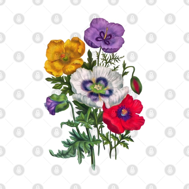 Colorful poppies by CatyArte