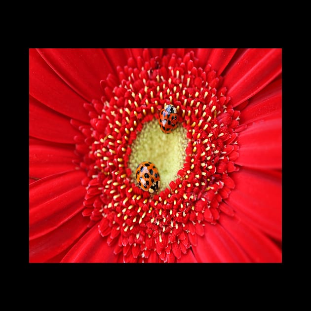 Ladybug dotted flower pattern decoration by SpruchBastler