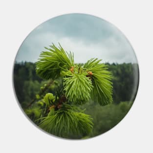 Young fir sprouts Pin