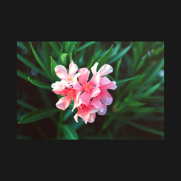 Pink Nerium oleander flower against natural green background by lena-maximova