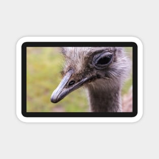 Portrait of common ostrich Magnet