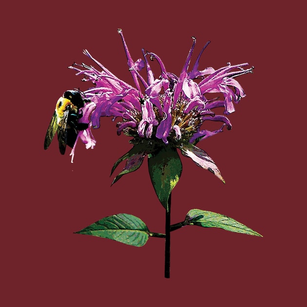 Bee Balm - Bee on Lavender Bee Balm by SusanSavad