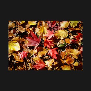 Colorful Fallen Autumn Leaves 1 - Seasons - Nature Abstract T-Shirt