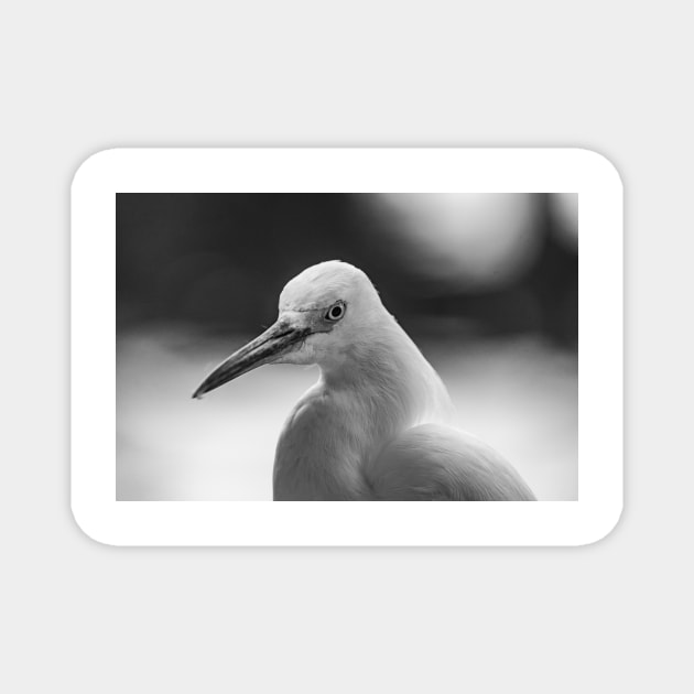 black and white  Snowy Egret Magnet by KensLensDesigns