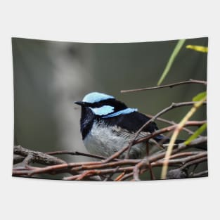 Superb Fairy Wren at the Laratinga Wetlands Tapestry